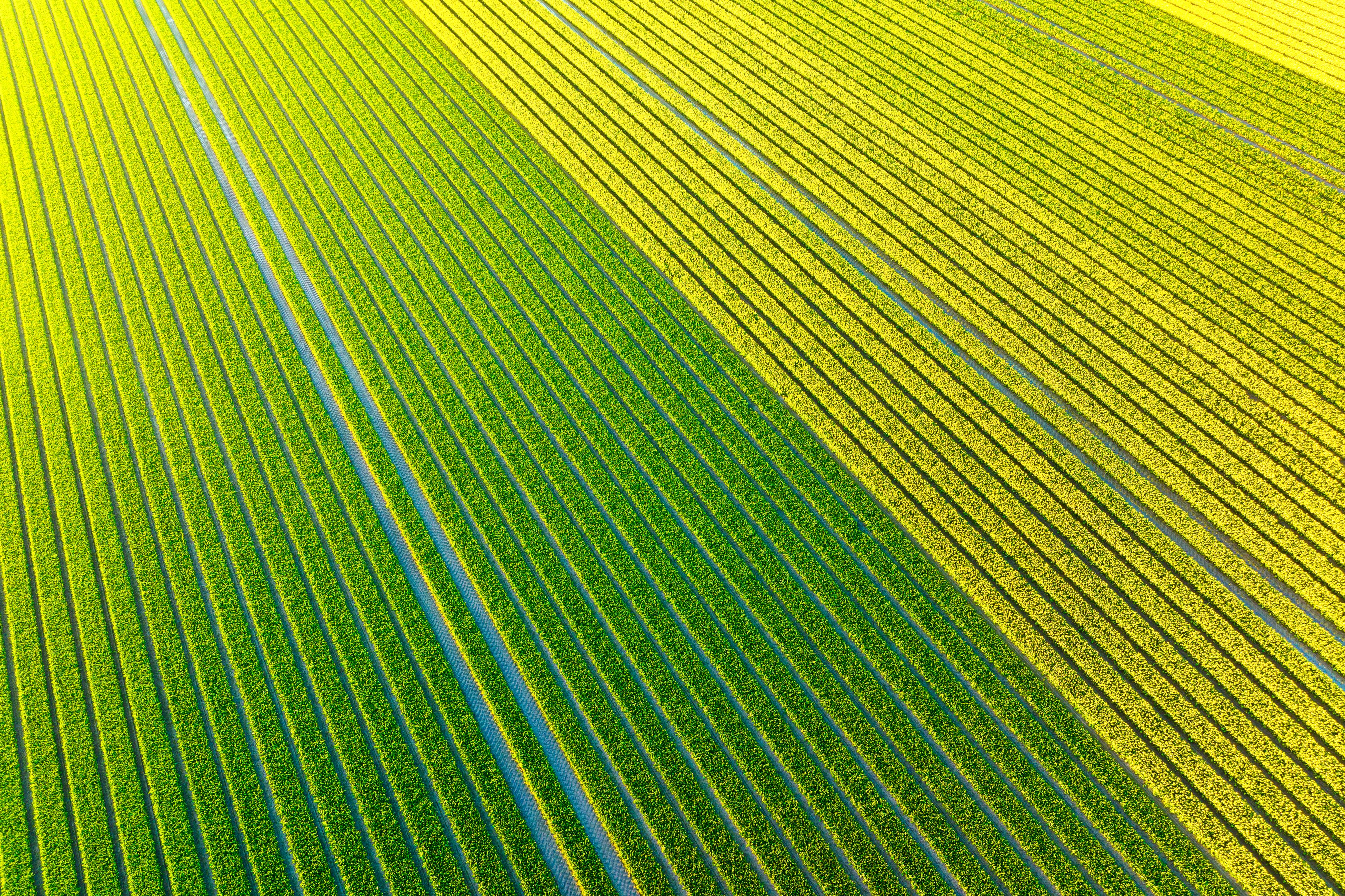 Field