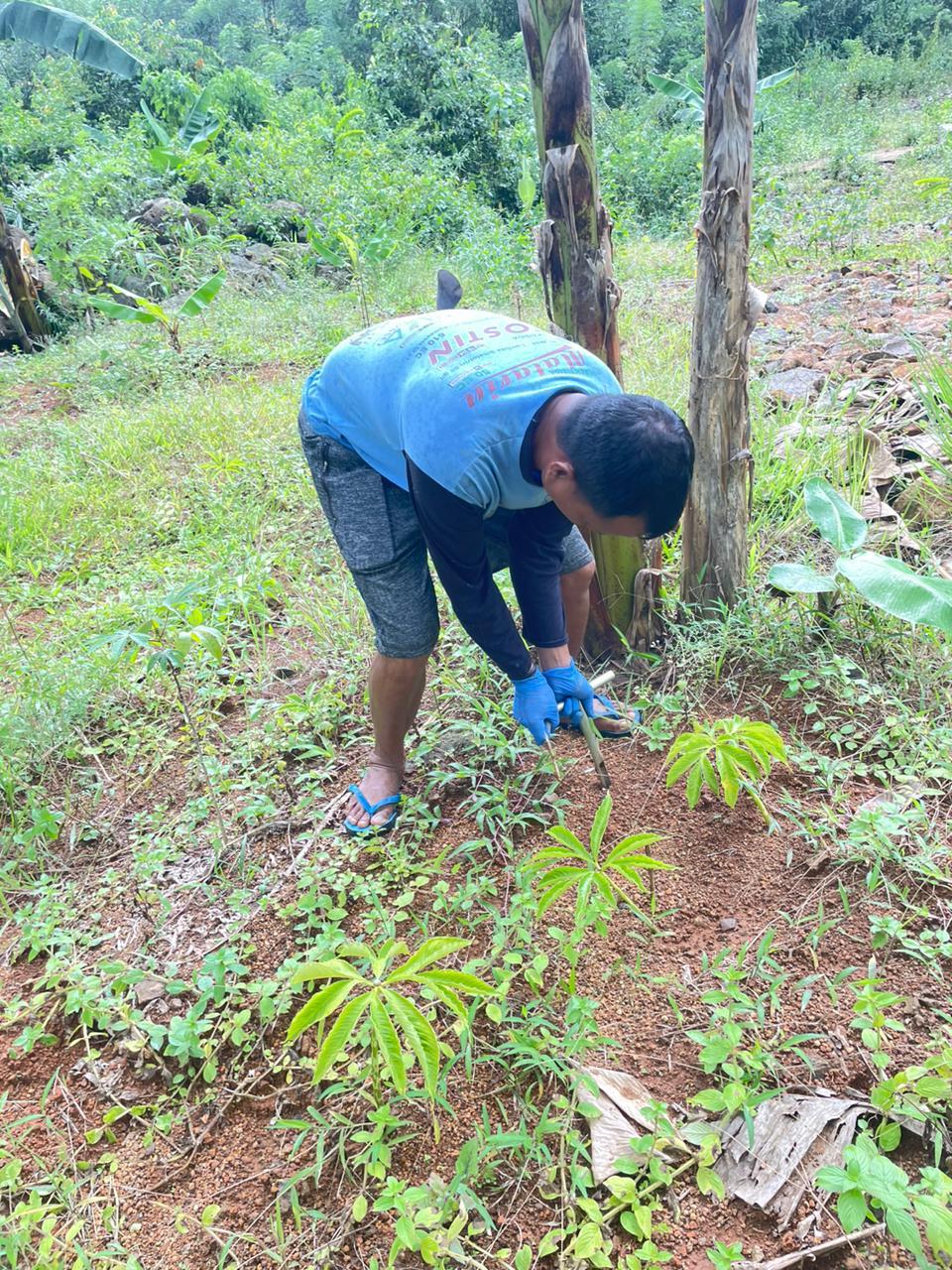 Taking Sample Soils : T0 (0-7 Days Before Planting Maize and Sacha Inchi) and T1 Several Weeks After Planting Sacha Inchi)