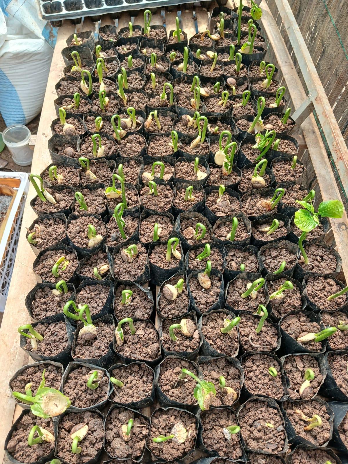 Planting Sacha Inchi