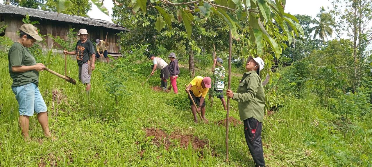 Planting Sacha Inchi for Sustainable Livelihoods